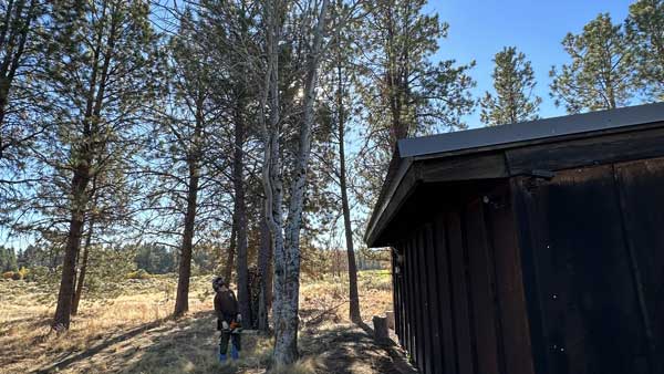 Tree Thinning
